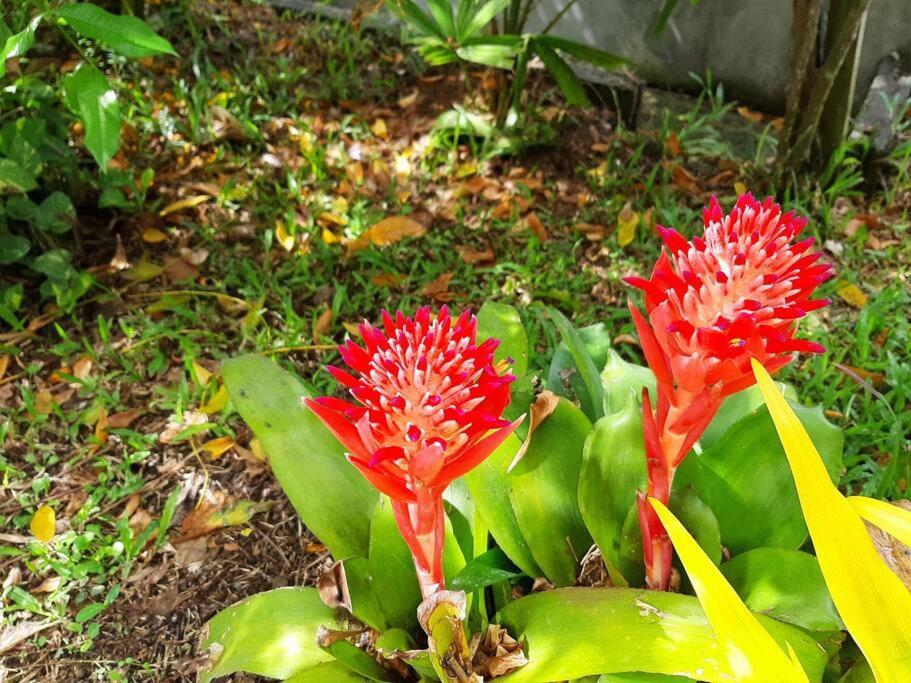Le Colibri Voyageur Lägenhet Sans Pareil Exteriör bild